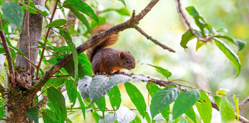 Panorama of a red tailed squirrel (Sciurus granatensis), Mindo, Ecuador.