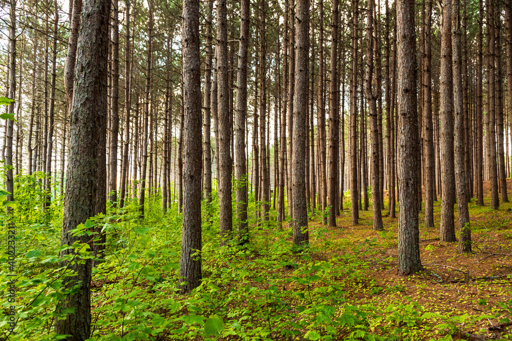Warm golden sunrays glow through a forest of pine, spruce, juniper, and birch trees. Warm golden sunrays glow through a forest of pine, spruce, juniper, and birch trees.