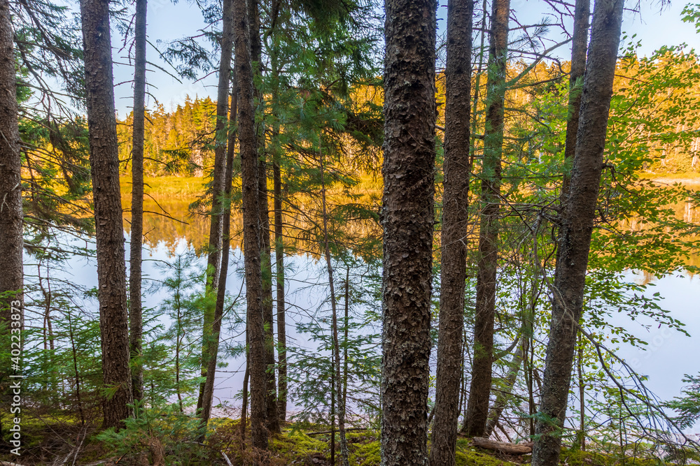 Trees next to a river in a summer landscape. Strathgartney Provincial Park, Prince Edward Island, Canada Trees next to a river in a summer landscape. Strathgartney Provincial Park, Prince Edward Island, Canada