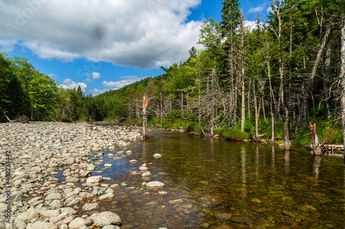 River in Acadian forest in Canadian landscape in Nova Scotia