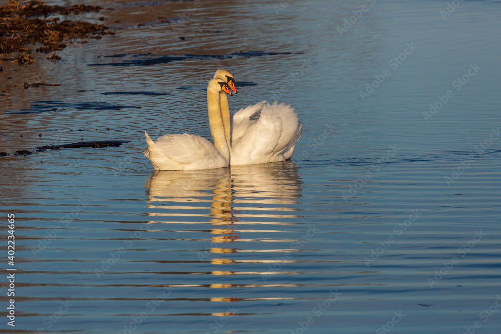 Two romantic Mute White Swans (Cygnus olor) nestle together as they gently float on the water. Two romantic Mute White Swans (Cygnus olor) nestle together as they gently float on the water.