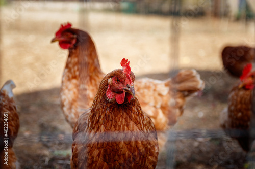 Chickens behind fence portrait