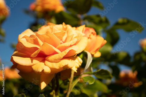 Yellow rose in garden