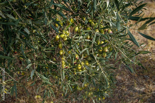 Olive tree branch with olives