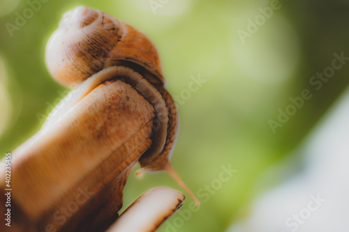 A snail climbing over an obstacle