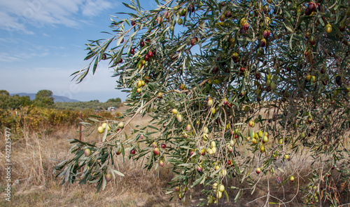 Olive tree branch with olives sky background