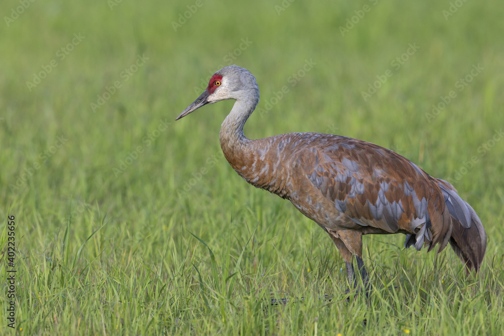 Fototapeta premium Sandhill Crane in Fairbanks Alaska