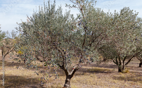 Olive trees on field with olives and sky background
