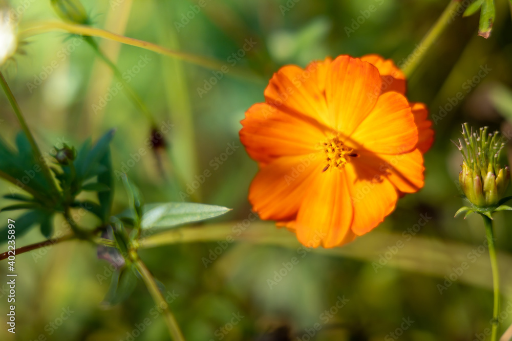 The background image of the colorful flowers The background image of the colorful flowers