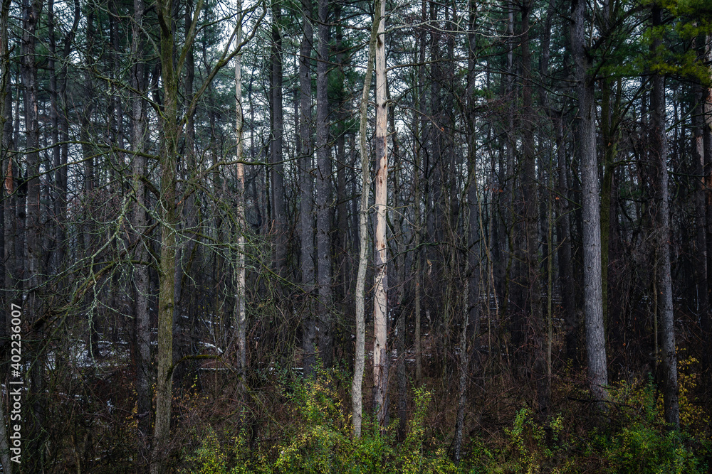 Fototapeta premium The canadian forest in winter