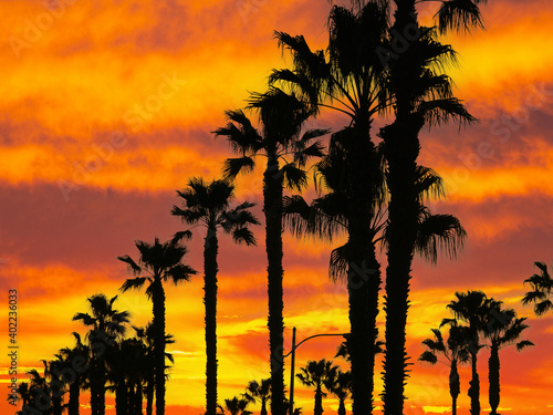 Towering palm trees with or...