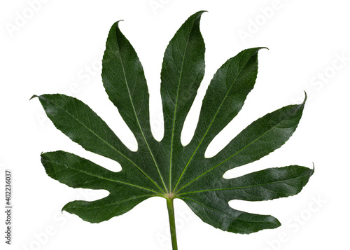 Green leaf of the glossy-leaf paper plant (Fatsia japonica), isolated on a white background