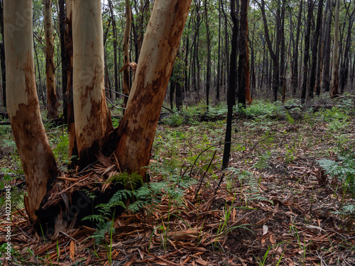 Gum Forest after Bush Fire