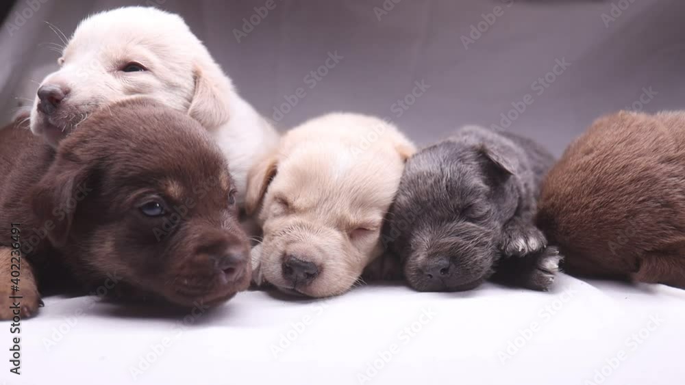 little puppies sleep lying on a white cloth little puppies sleep lying on a white cloth