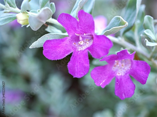 Purple flower ,Eremophila ,Figworts in garden with soft focus and blurred background ,macro image photo