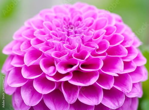 pink dahlia flower closeup © Chris