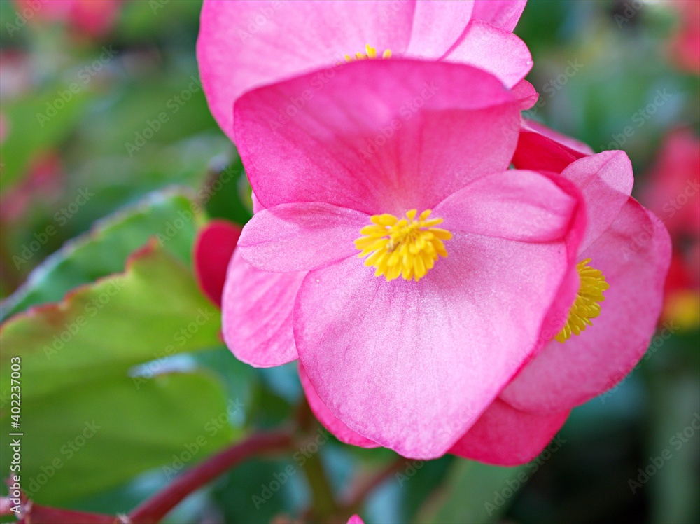 Closeup pink flower begonia in garden with green blurred background ,soft focus ,macro image ,sweet color for card design Closeup pink flower begonia in garden with green blurred background ,soft focus ,macro image ,sweet color for card design