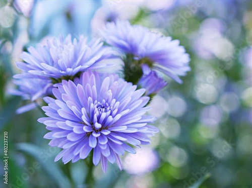 Purple aster flower in garden with soft focus and blurred background  macro image  sweet color  closeup violet flower 
