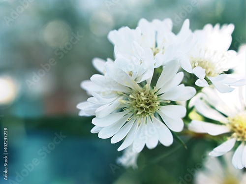 White aster flower in garden with soft focus and blurred background ,macro image ,sweet color ,closeup petals flower 