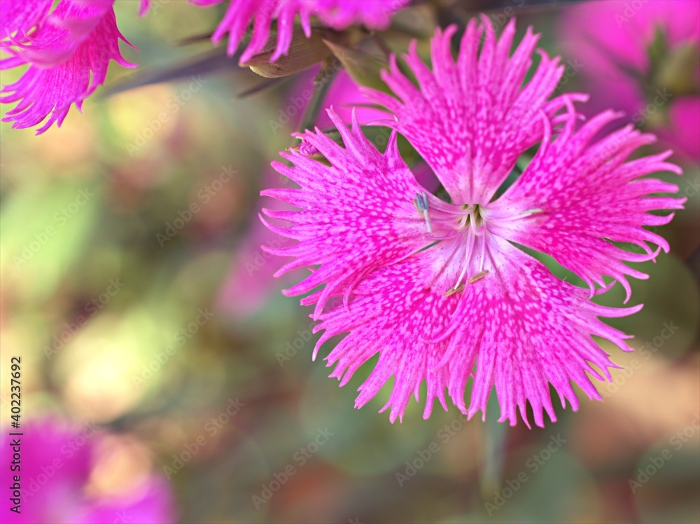 Obraz premium Sweet william pink flower plants in garden, Dianthus barbatus ,Chinensis ,china pink 