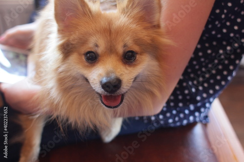 Red Spitz on the lap of the girl. Happy puppy, in the arms of the mistress.
