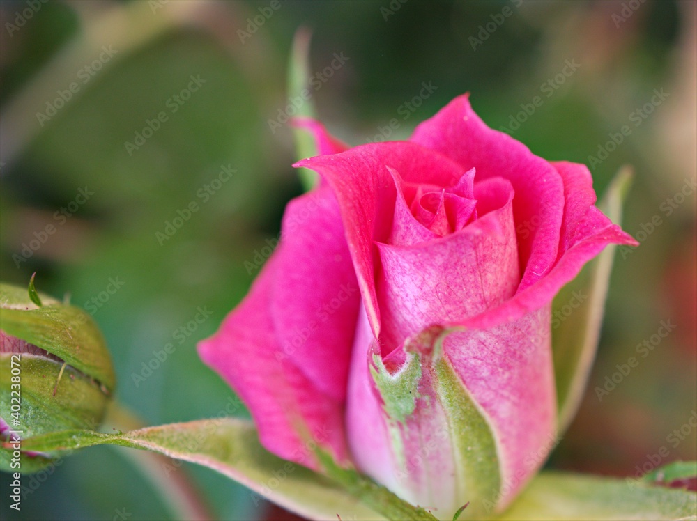 Closeup red rose flower in garden ,petals blooming with soft focus , sweet romantic color ,valentines background Closeup red rose flower in garden ,petals blooming with soft focus , sweet romantic color ,valentines background