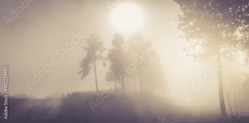 Fototapeta Naklejka Na Ścianę i Meble -  Morning orange landscape in the mountains. Rays of light through the fog and the trees