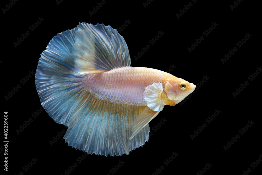 The moving moment beautiful of betta fish on black background The moving moment beautiful of betta fish on black background