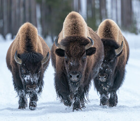 Fototapete Büffel Bisonbullen auf Strasse im Yellowstone  © richardseeley