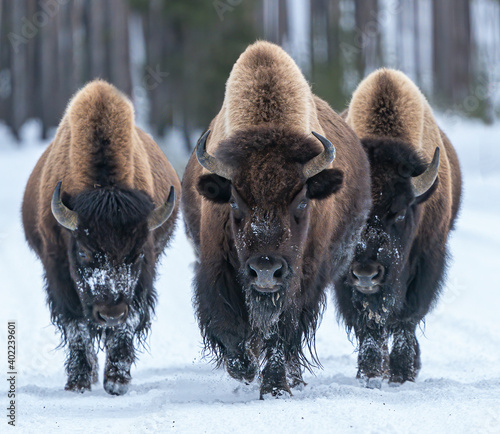 Kings of the Road - Three Bison bulls claim right-of -way down the road and no one is going to argue. Yellowstone National park. 