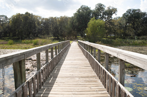 Bridge wood lake swamp nature