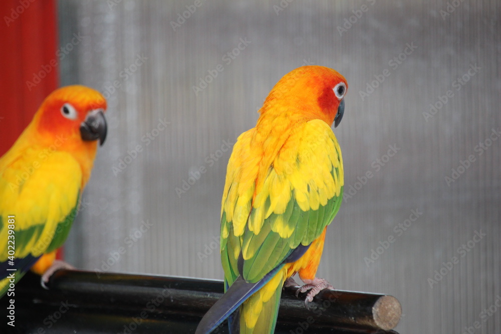 parrot colorful yellow red green