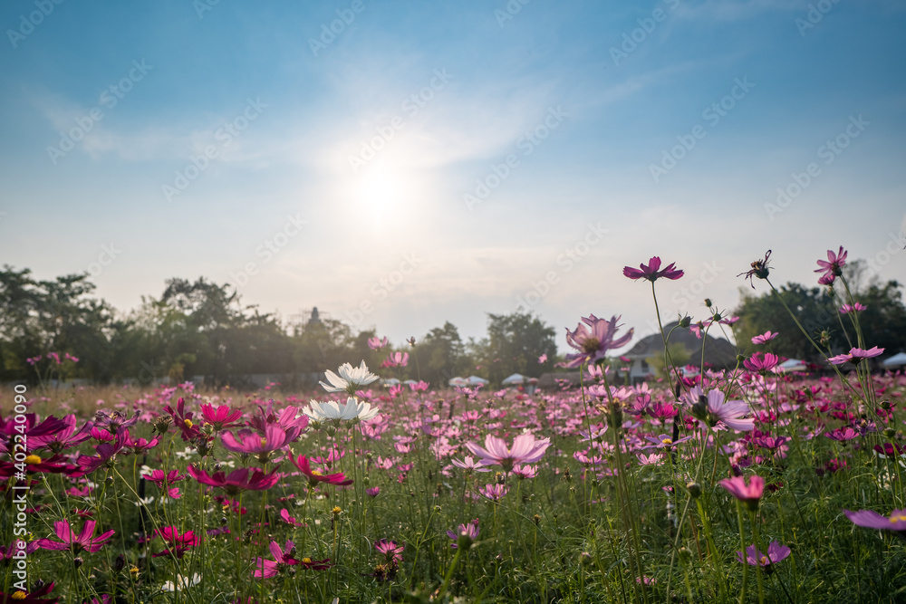 sunset over the cosmos flower field. sunset over the cosmos flower field.