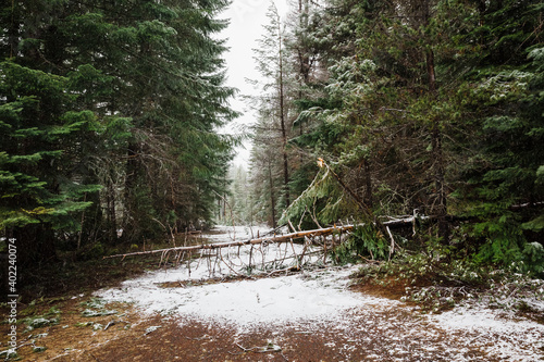 Fallen tree in Mount Hood National Forest, Oregon