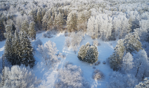 Aerial photo of birch forest in winter season. Drone shot of trees covered with hoarfrost and snow.