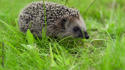 The hedgehog runs around in the grass. A wild animal in a green lawn is on the loose. High quality FullHD footage