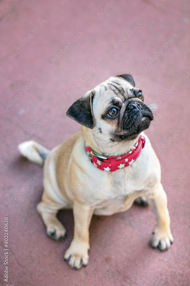 Young Pug dog sitting outdoors with red necklace.