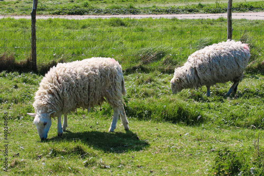 Obraz premium Sheeps in green grass background