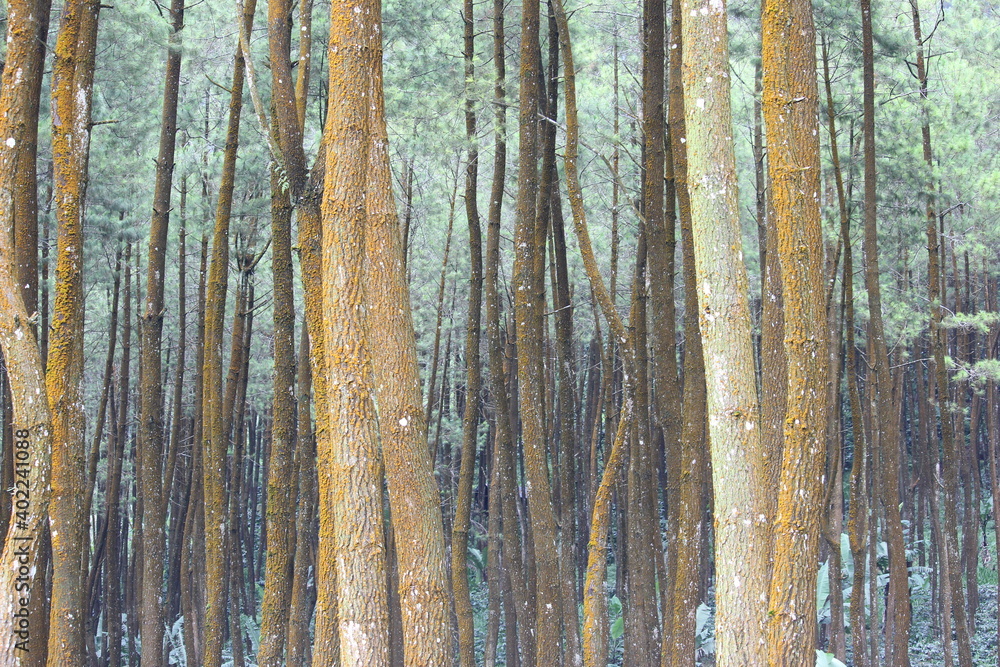 dense pine trees in protected forest that should not be cut down dense pine trees in protected forest that should not be cut down