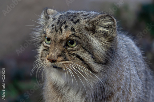 小さい野生ネコのマヌルネコの凜々しい顔立ち © 関根輝夫