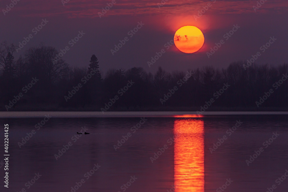Two ducks paddle across a lake during a vibrant red sunset Two ducks paddle across a lake during a vibrant red sunset