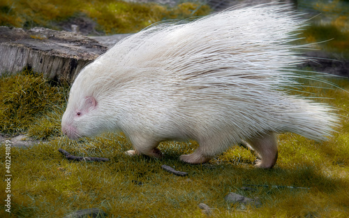 фотографія Albino porcupine walking in the autumn grass