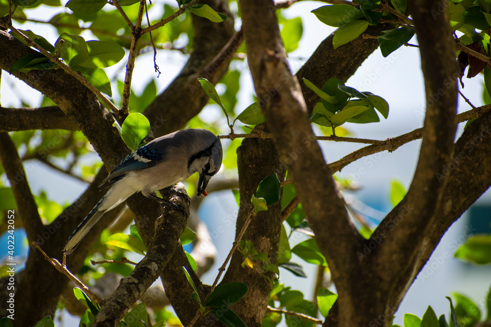 shoot of a bird finally got his food shoot of a bird finally got his food