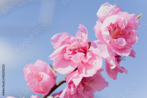 ピンク色の桃の花のアップ	