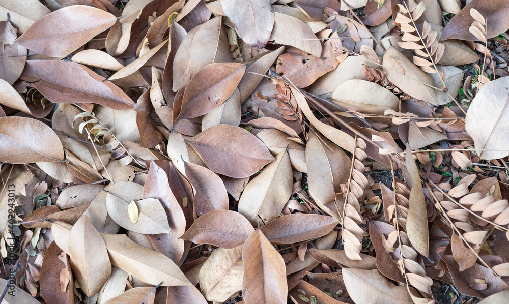 Dry leaves on the floor in autumn seasons, top view image.