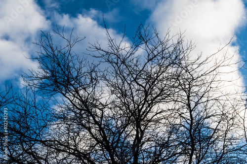 Tree silhouette with blue skies and clouds
