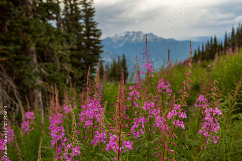 Pink and purple Fireweed flowers in Whistler, British Columbia, Canada during a sunny summer day