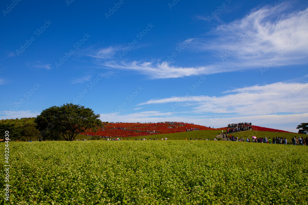 ひたち海浜公園の真赤に染まる紅葉のコキアと青空と秋の空