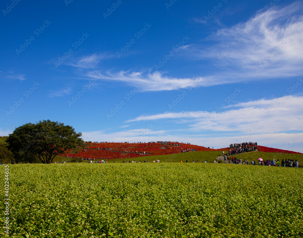 ひたち海浜公園の真赤に染まる紅葉のコキアと青空と秋の空