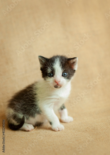 Tiny newborn kitten, brown burlap background.